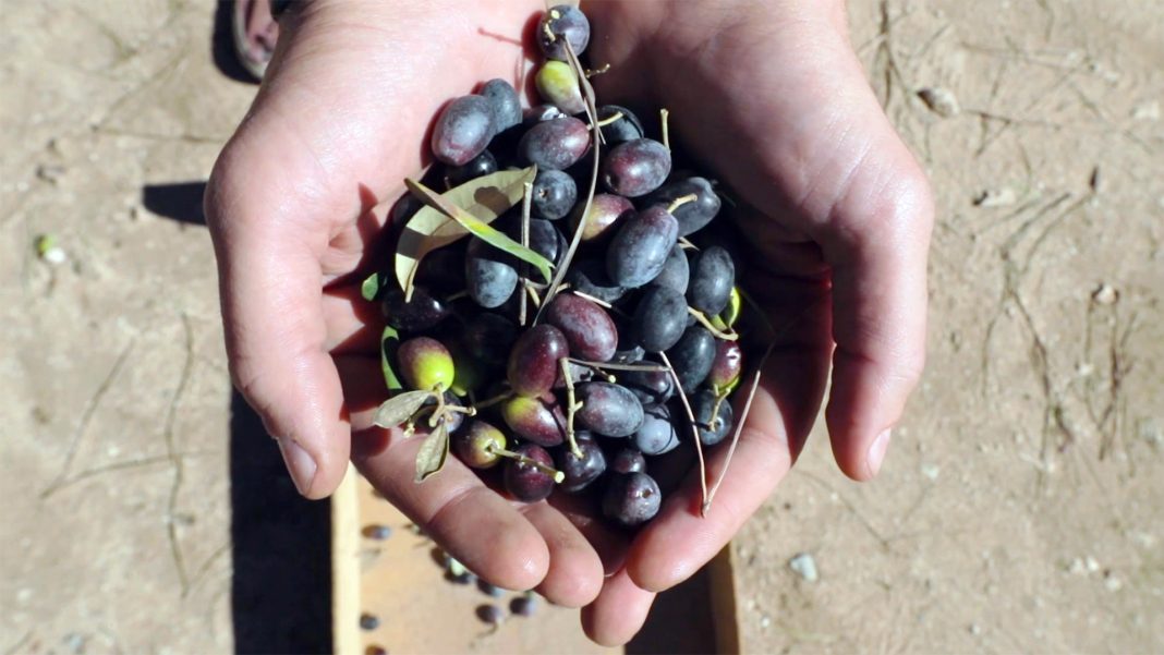 OLIVE - MAI CON OLIVE - FOTO Real Wild Nature Pictures/shutterstock - Riproduzione riservata